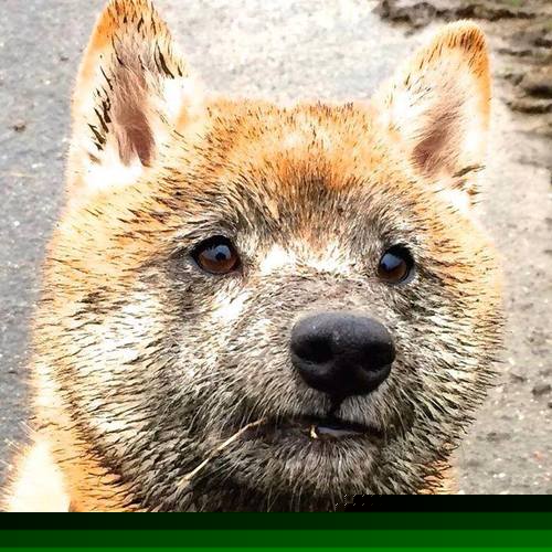 篮网单节风暴击溃湖人，贝恩硬仗之王本色尽显